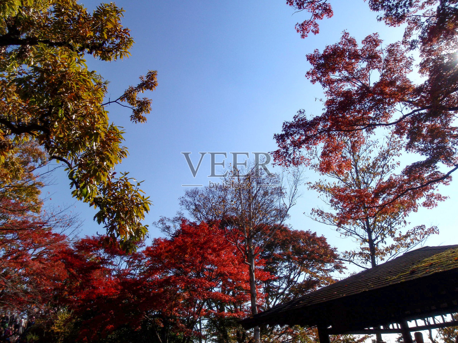 日本高雄山,色彩缤纷的树木和晴朗的天空照片摄影图片