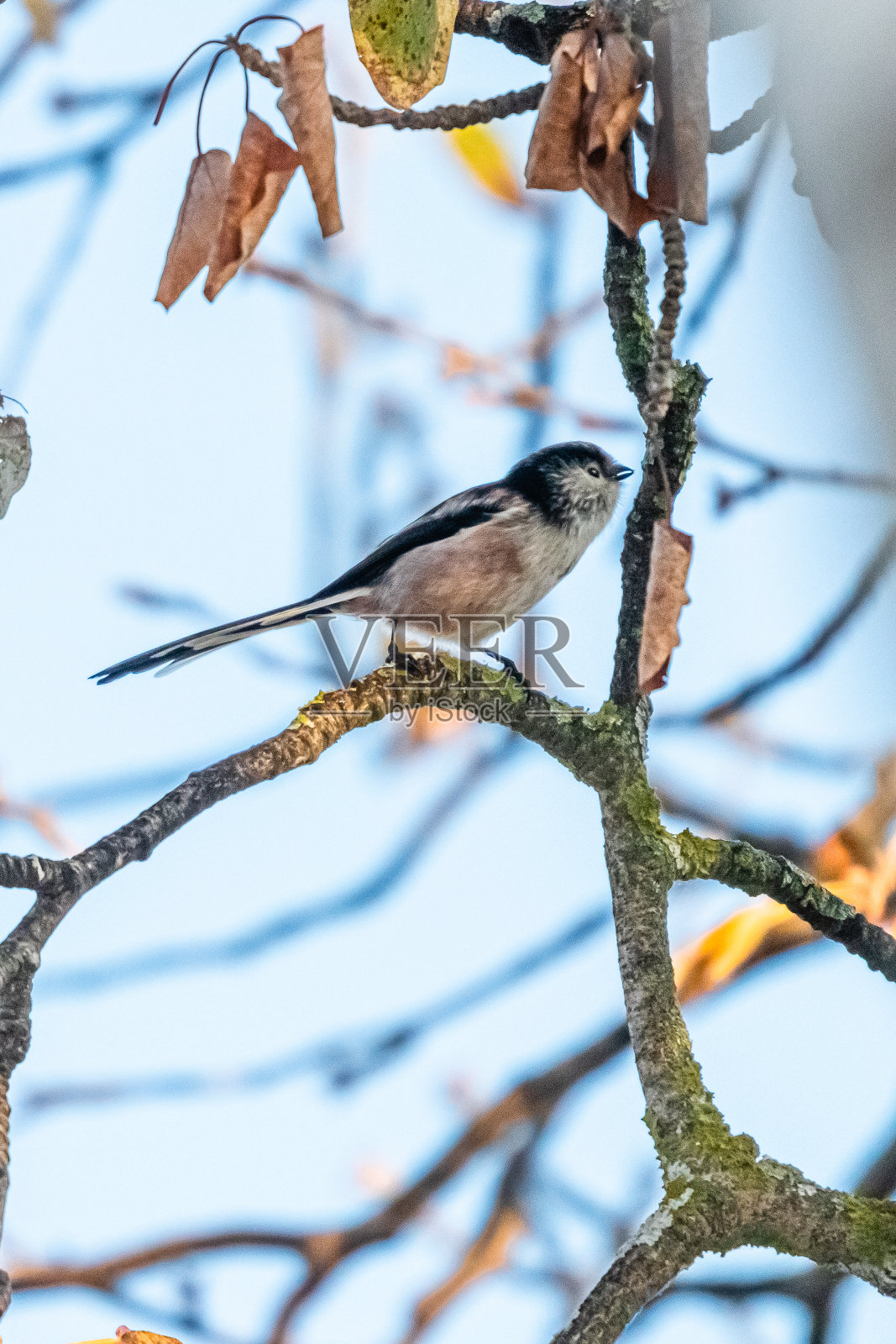 长尾山雀栖息在树枝上照片摄影图片