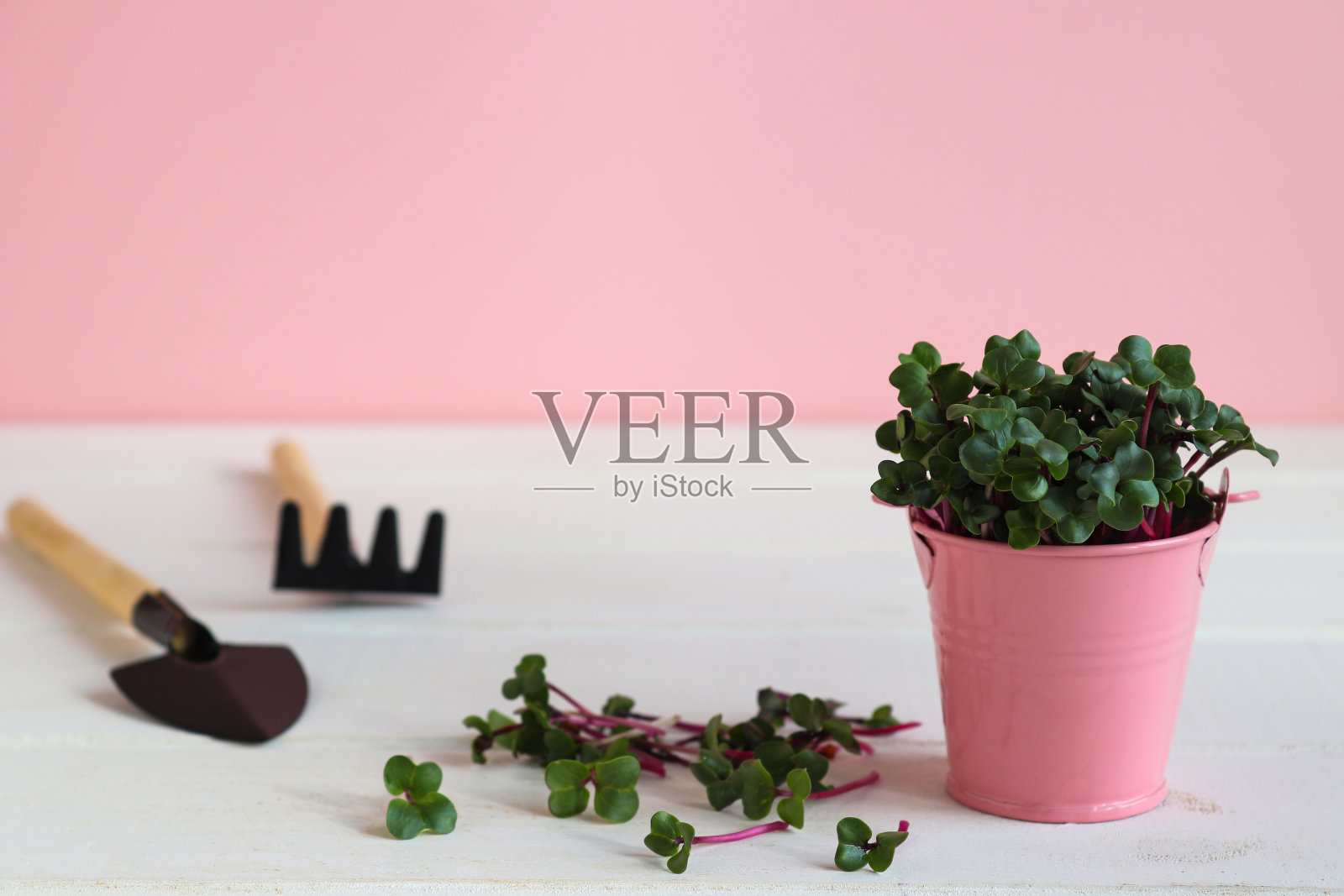 新鲜萝卜微绿在粉红色的小桶与园艺工具,家庭园艺。健康食品,素食饮食概念照片摄影图片