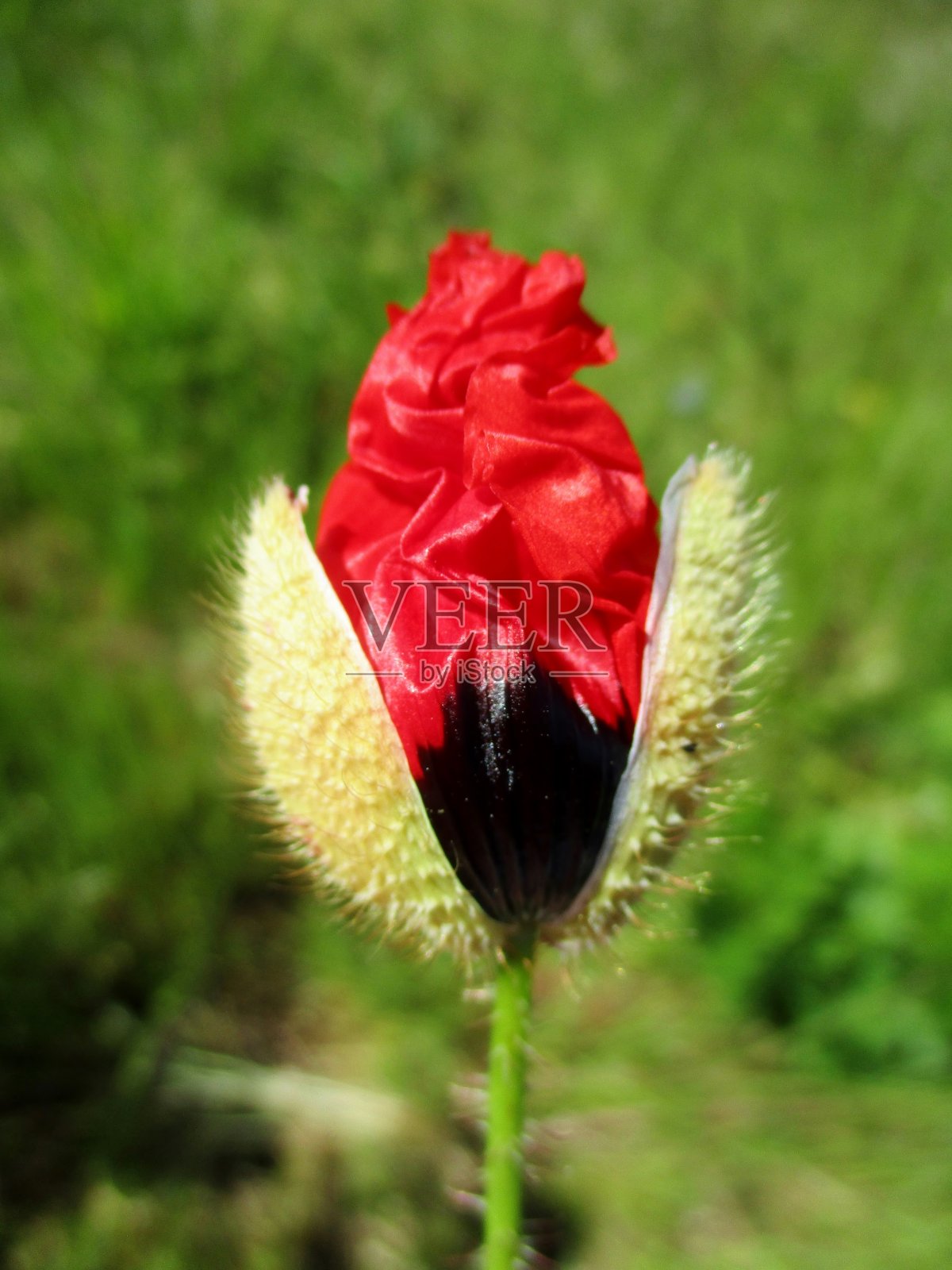 虞美人盛开照片摄影图片