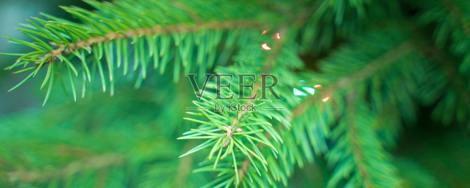 圣诞树的绿色树枝,合起来照片摄影图片