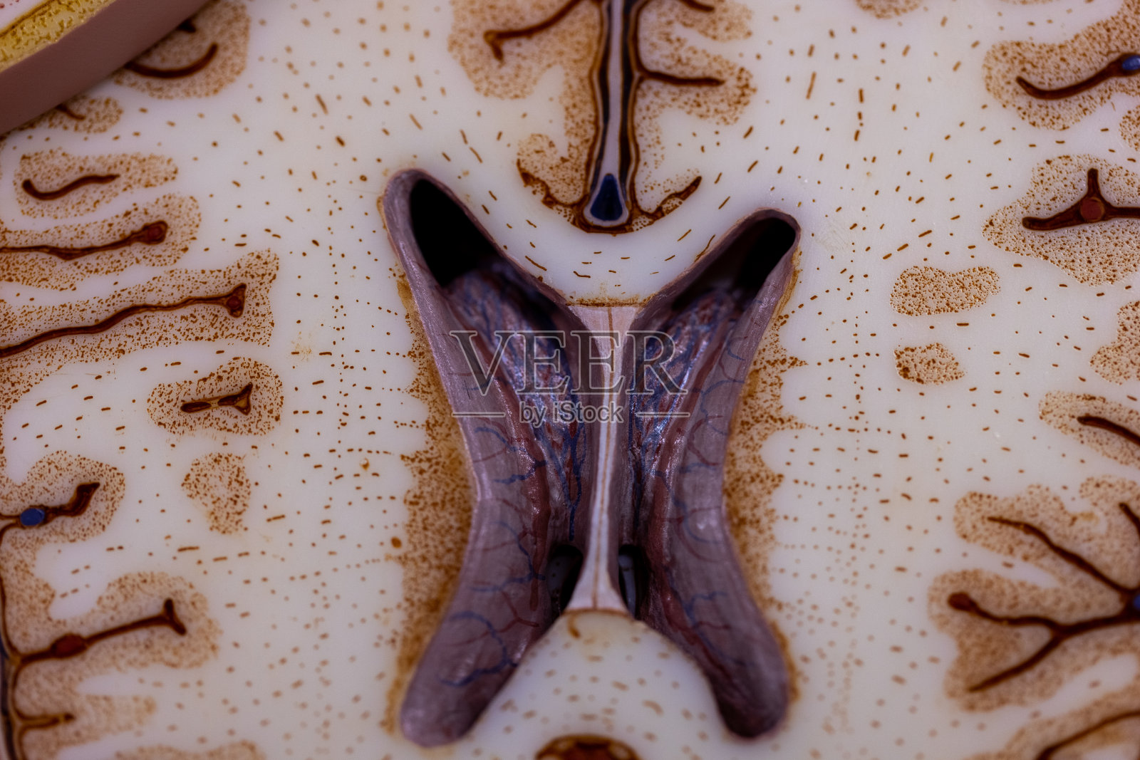 在实验室显微镜下观察小脑、丘脑、延髓、脊髓和运动神经元。照片摄影图片