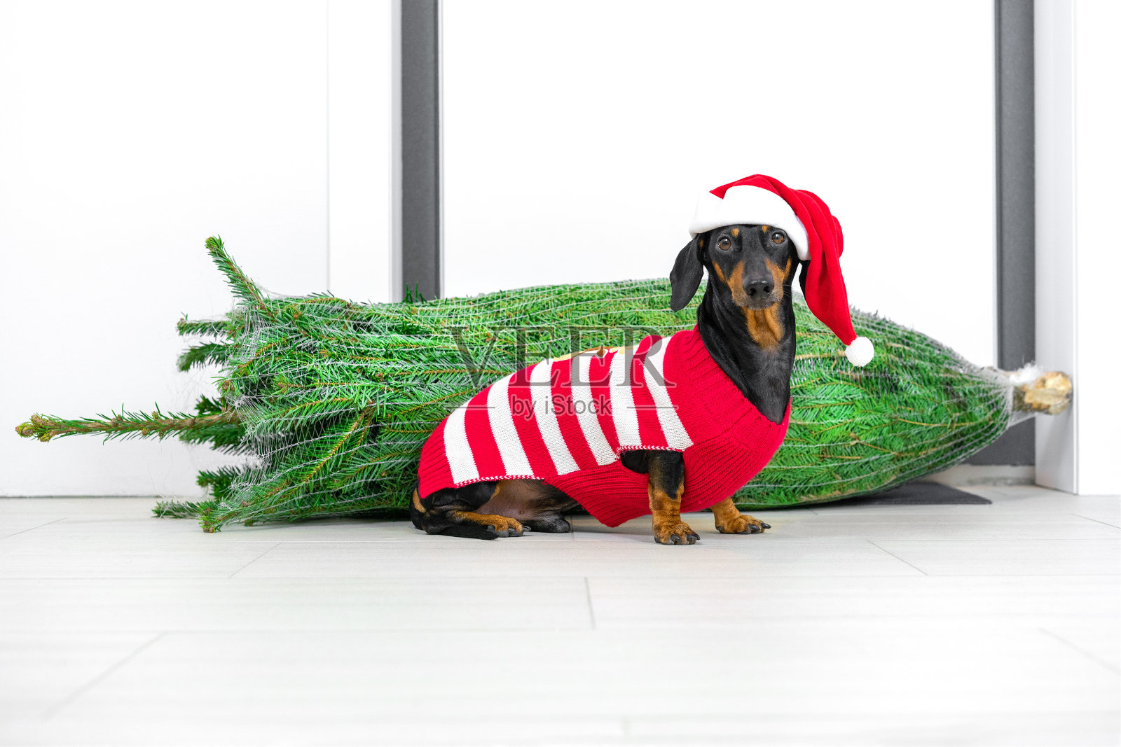 可爱的腊肠狗狗穿着滑稽的红白相间的节日服装,戴着帽子,把圣诞树带回家,打算为新年派对装饰公寓。照片摄影图片