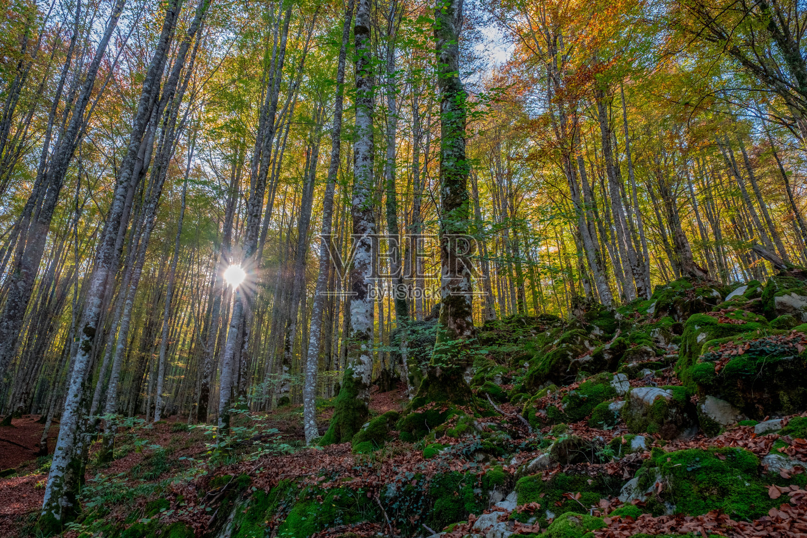 位于西班牙比利牛斯山脉纳瓦拉的伊拉蒂森林,在10月份是一片壮观的山毛榉森林照片摄影图片