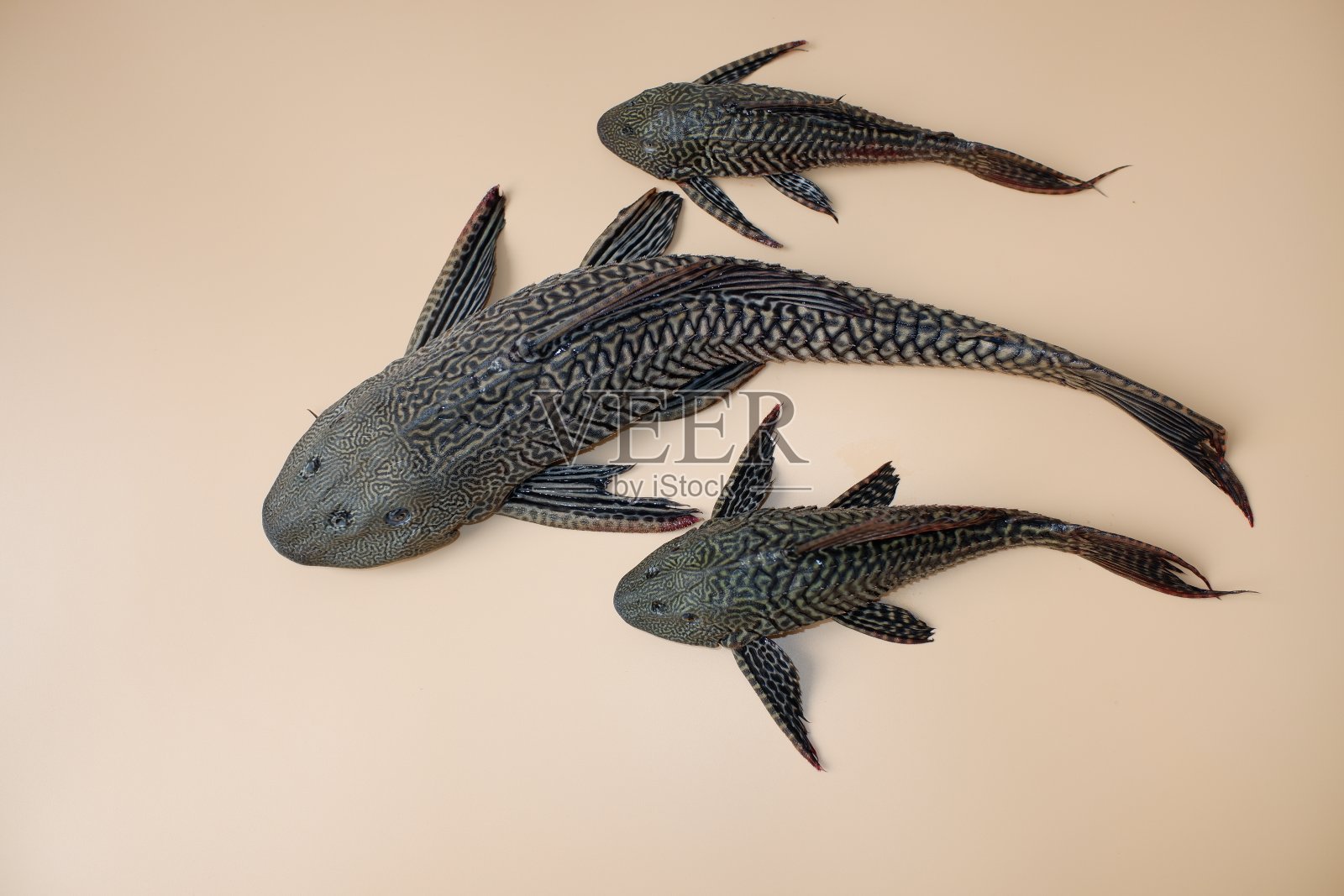 橘色背景上的吸嘴鲶鱼照片摄影图片