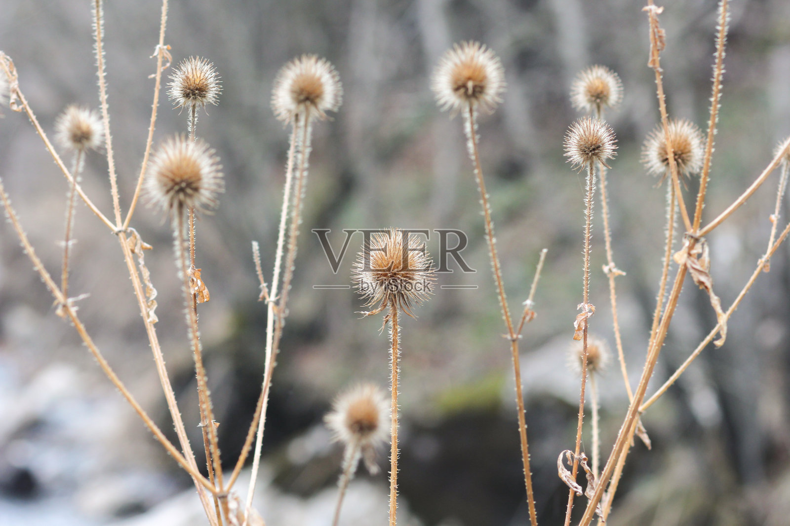 干燥的沙棘属植物照片摄影图片