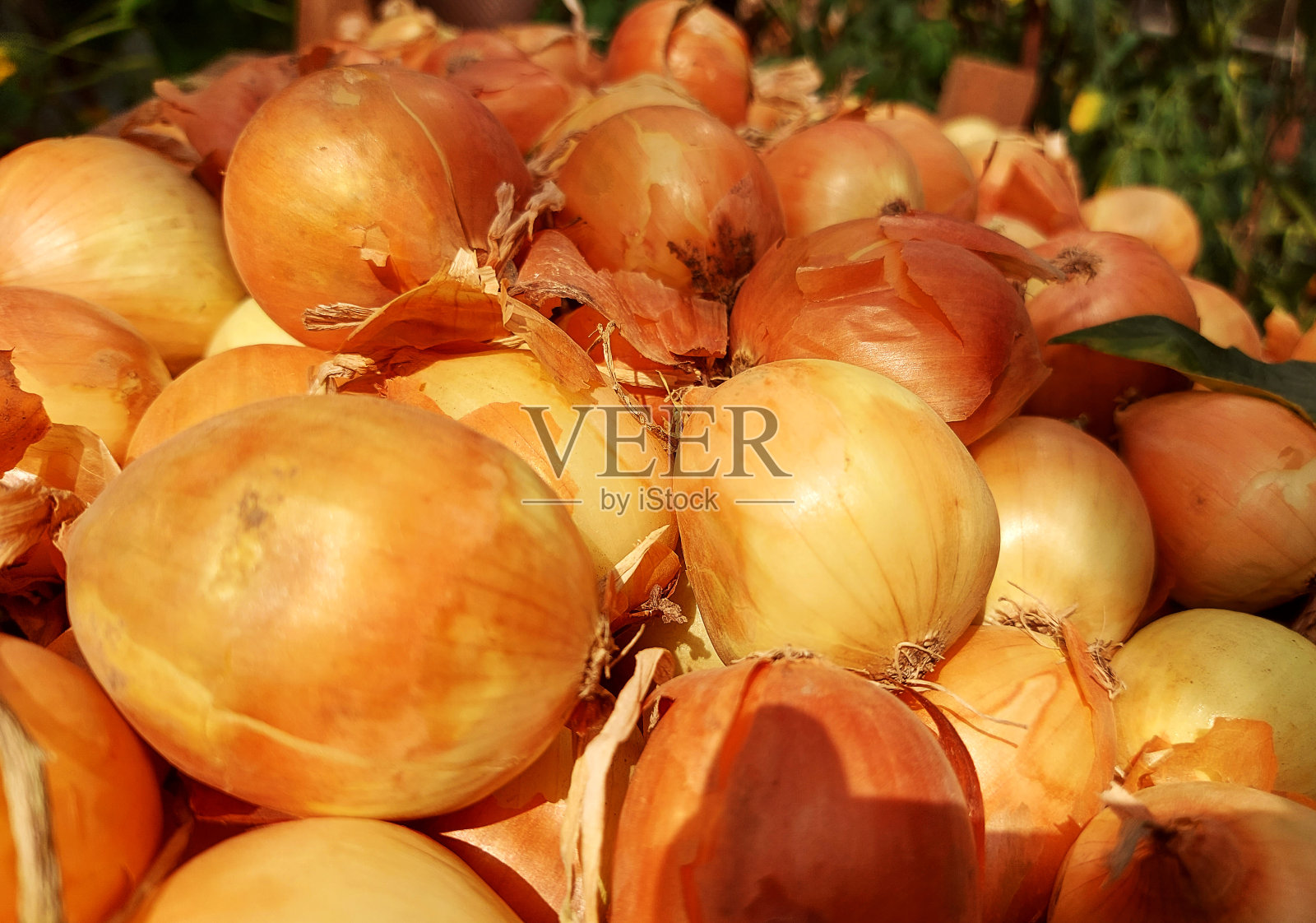 洋葱在一个盒子里。食物的模式。收获作物。照片摄影图片