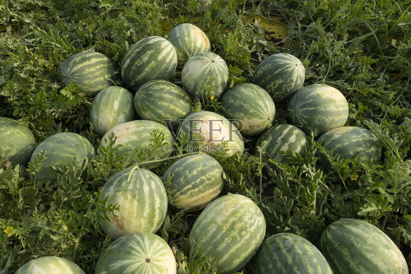 丰收季的西瓜田照片摄影图片