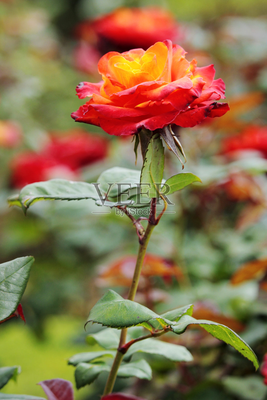 植物园里的玫瑰照片摄影图片