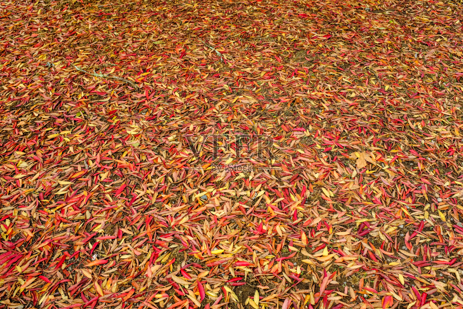 地上五颜六色的秋叶覆盖了整个框架照片摄影图片