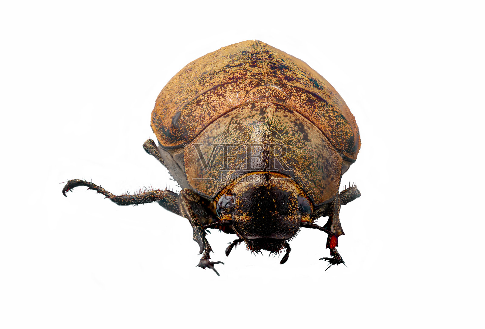 从前面看到的一种甘蔗白幼虫或鳞翅目柱头,可食用昆虫的细节照片摄影图片