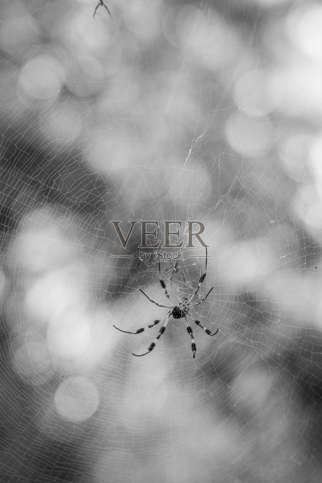 金球织网蜘蛛在阳光明媚的夏日花园照片摄影图片