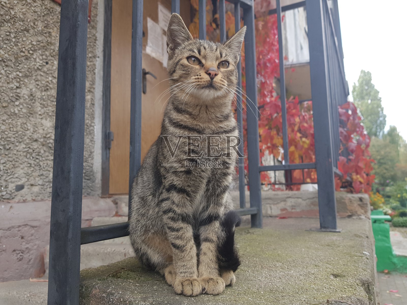 城市猫照片摄影图片