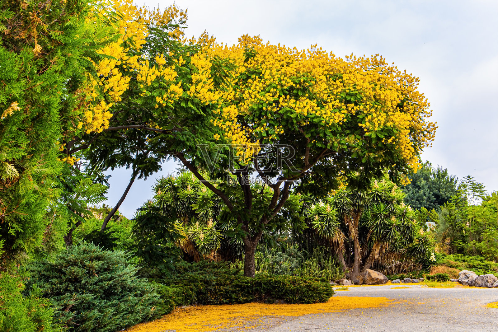 盛开的相思树照片摄影图片