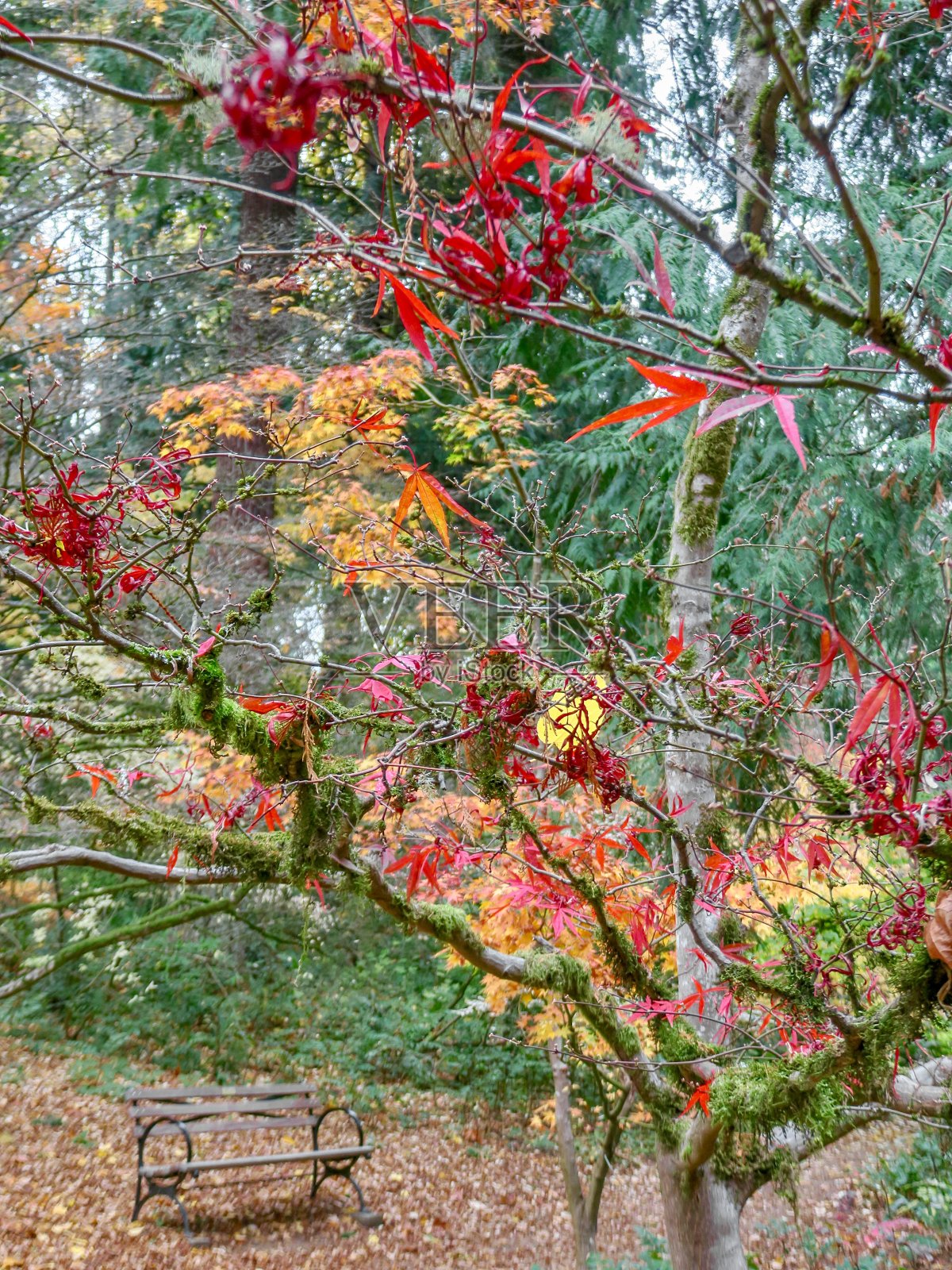 公园长椅和秋天树叶照片摄影图片