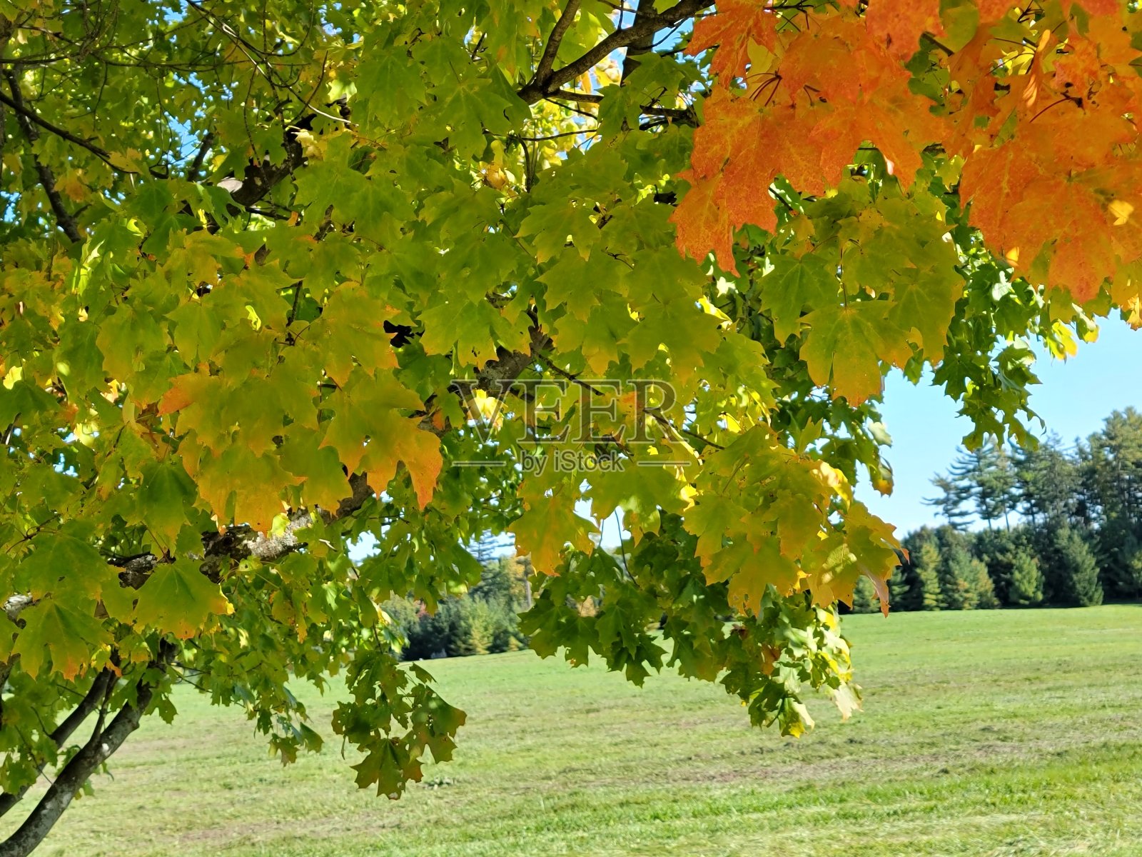 希望之叶照片摄影图片