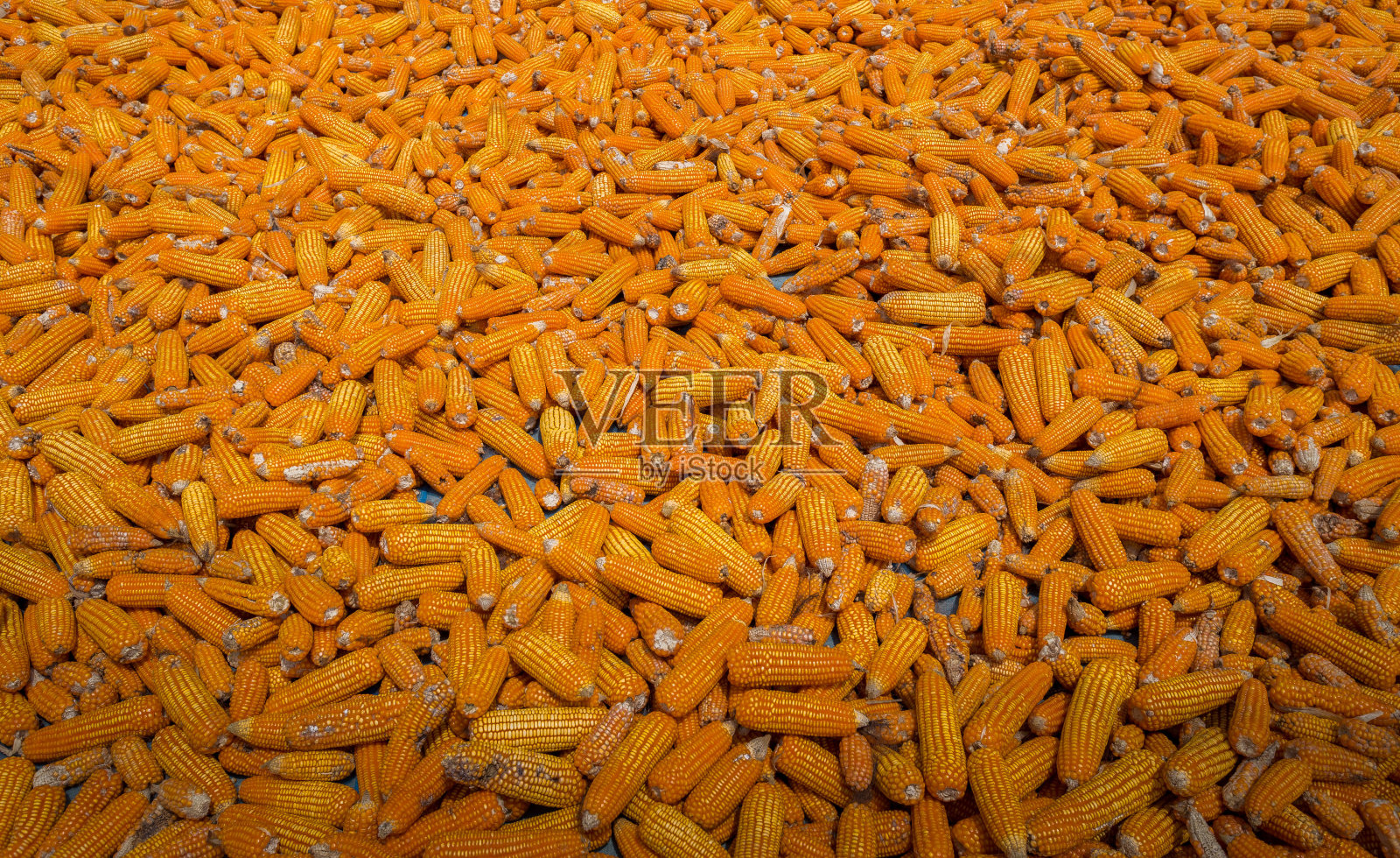 美丽的成熟黄色玉米。玉米和谷物处理或收割站。照片摄影图片