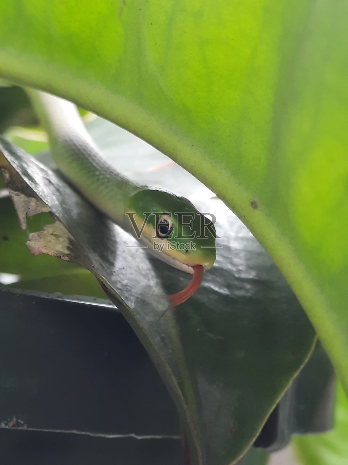 蛇说:“你好!”照片摄影图片