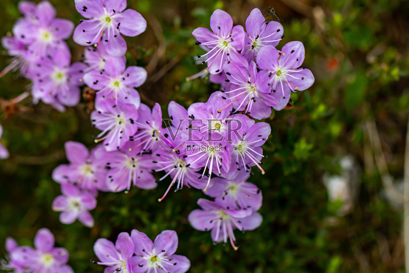 红景天花生长在山上,近距离拍摄照片摄影图片
