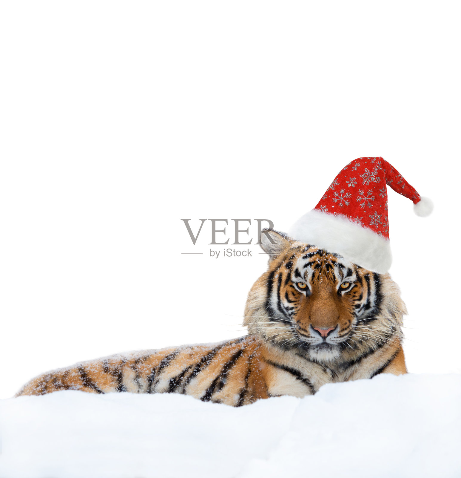 老虎在圣诞老人帽孤立在白色背景照片摄影图片