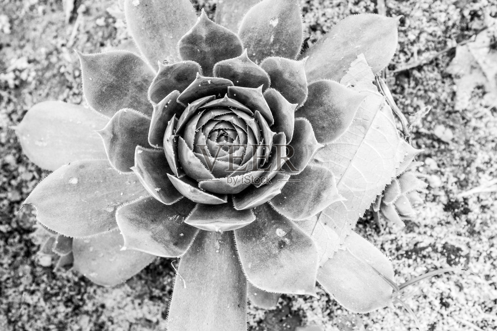 黑白石玫瑰花环,俯视图。肉质植物,特写。多肉背景为张贴,屏幕保护程序,墙纸,明信片,海报,横幅,封面,标题为网站。高质量的照片照片摄影图片