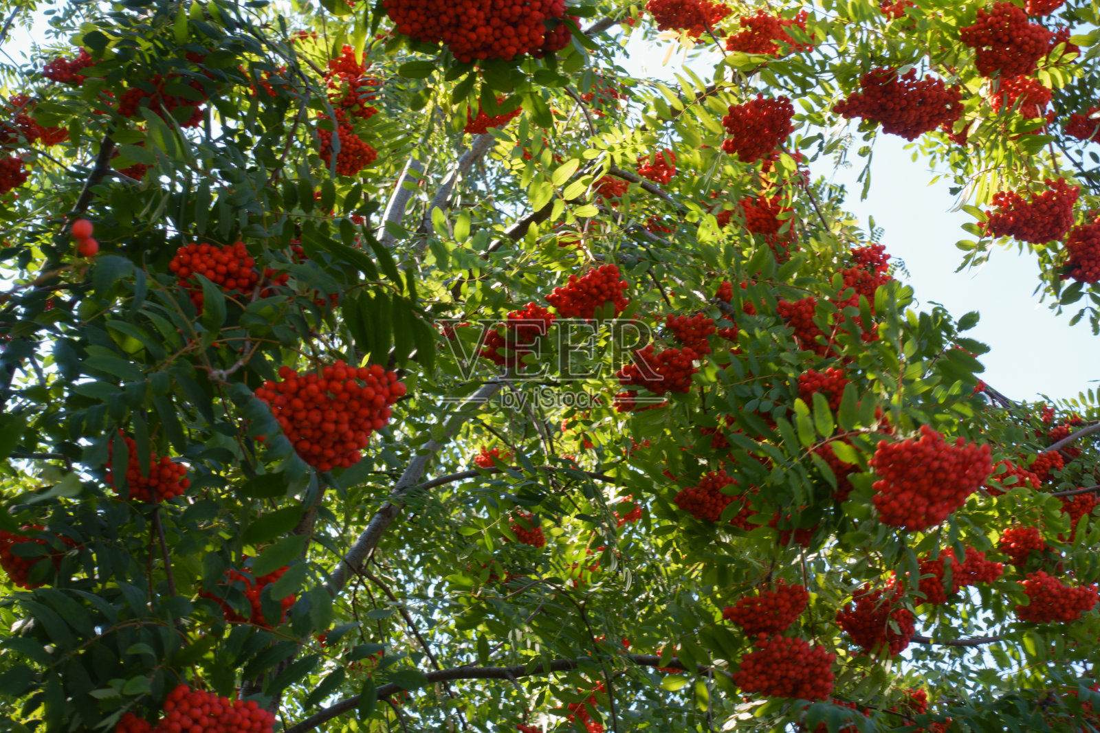 九月欧洲山楂叶上的浆果照片摄影图片