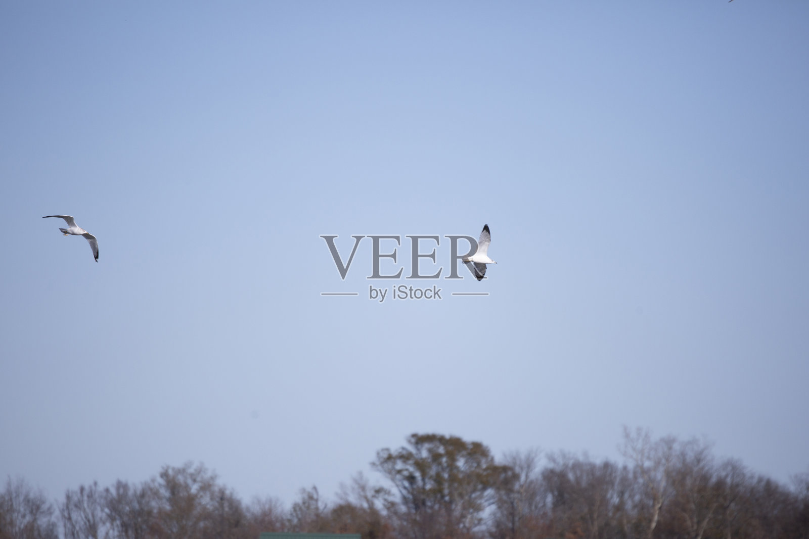 环颈鸥照片摄影图片