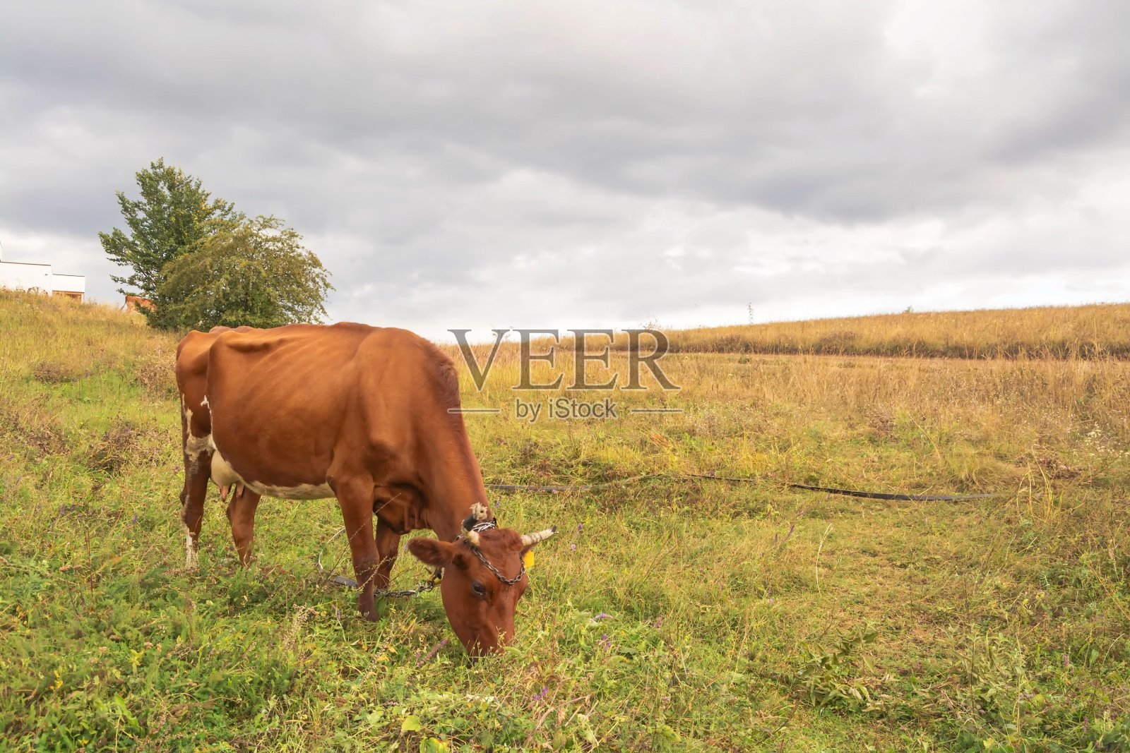 那头牛在草地上吃草照片摄影图片