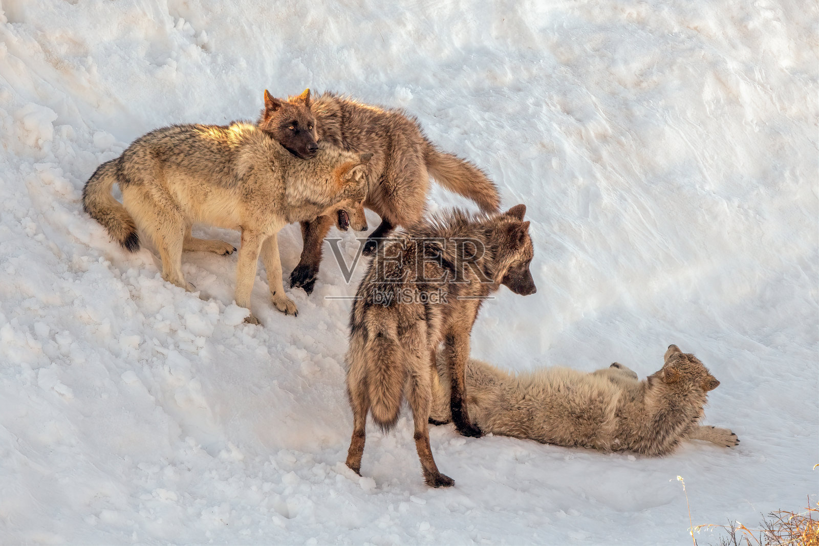 同一狼群的四只狼在玩耍或打架照片摄影图片