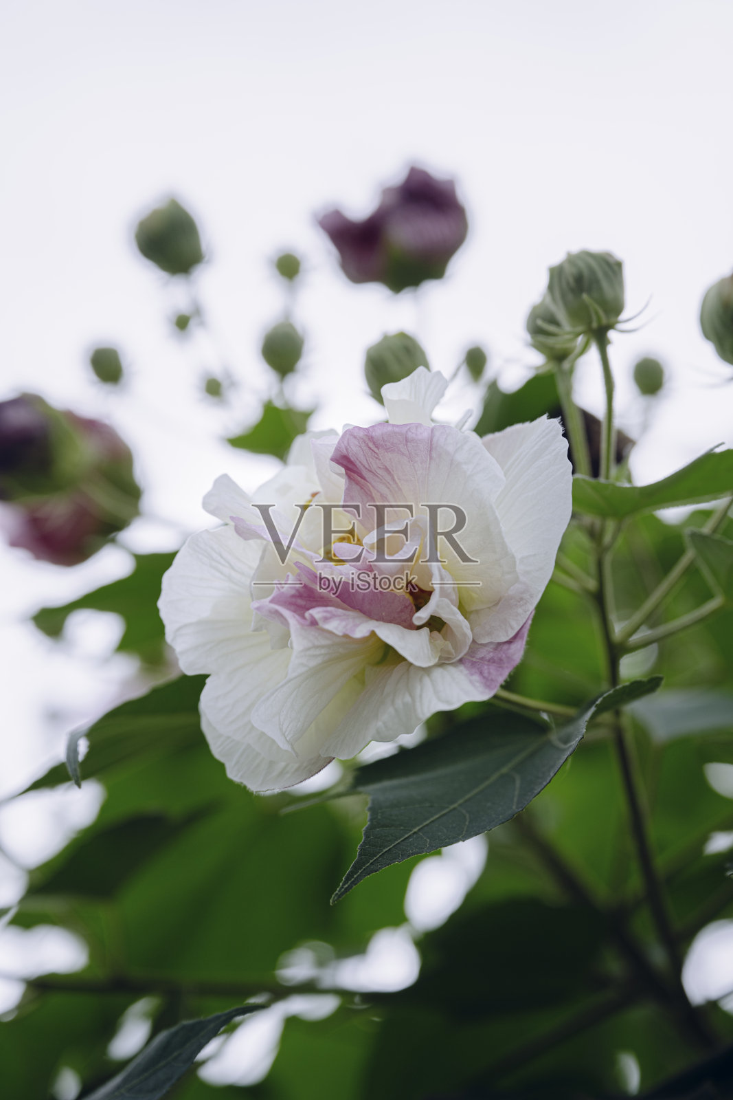 静物摄影成都,开白花照片摄影图片