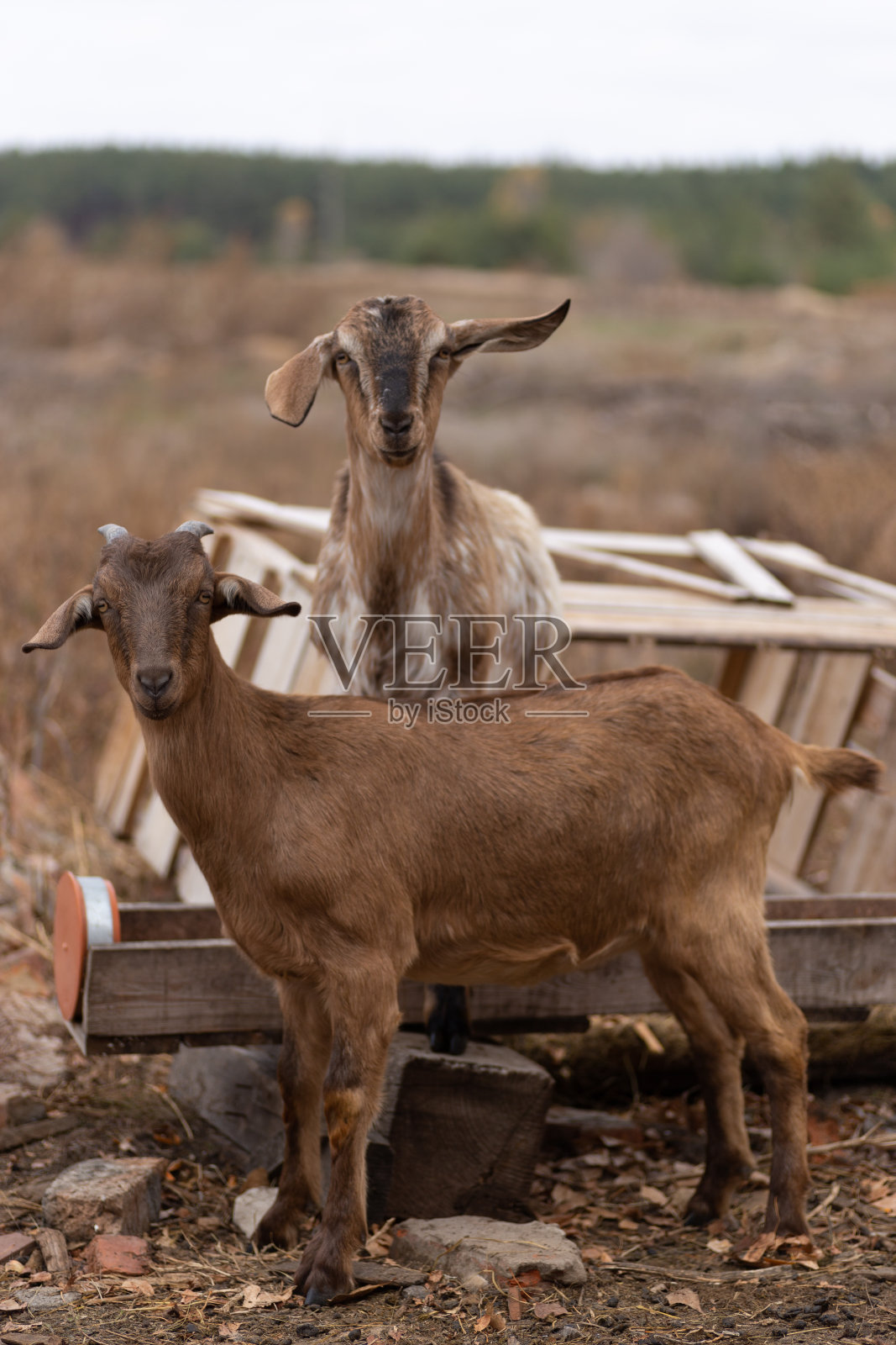 漂亮的山羊在田野里散步。照片摄影图片