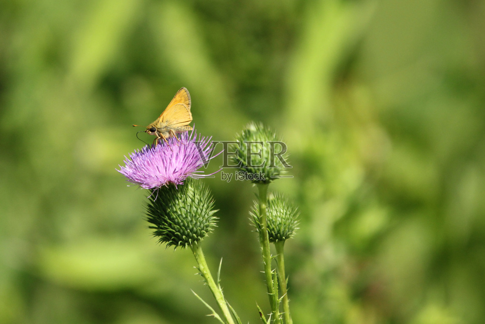 特拉华蝴蝶船长Anatrytone logan在紫蓟花照片摄影图片