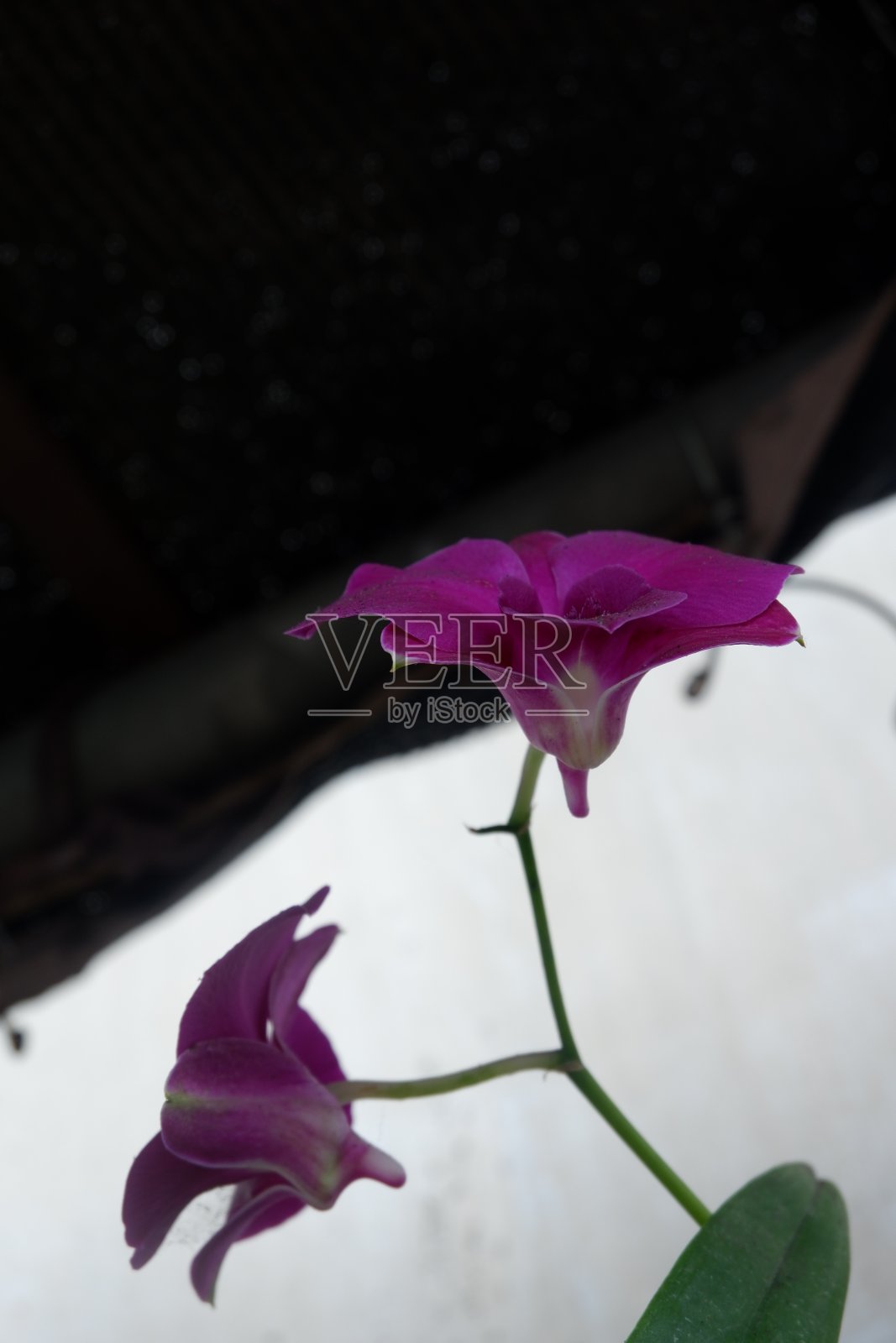 兰花照片摄影图片