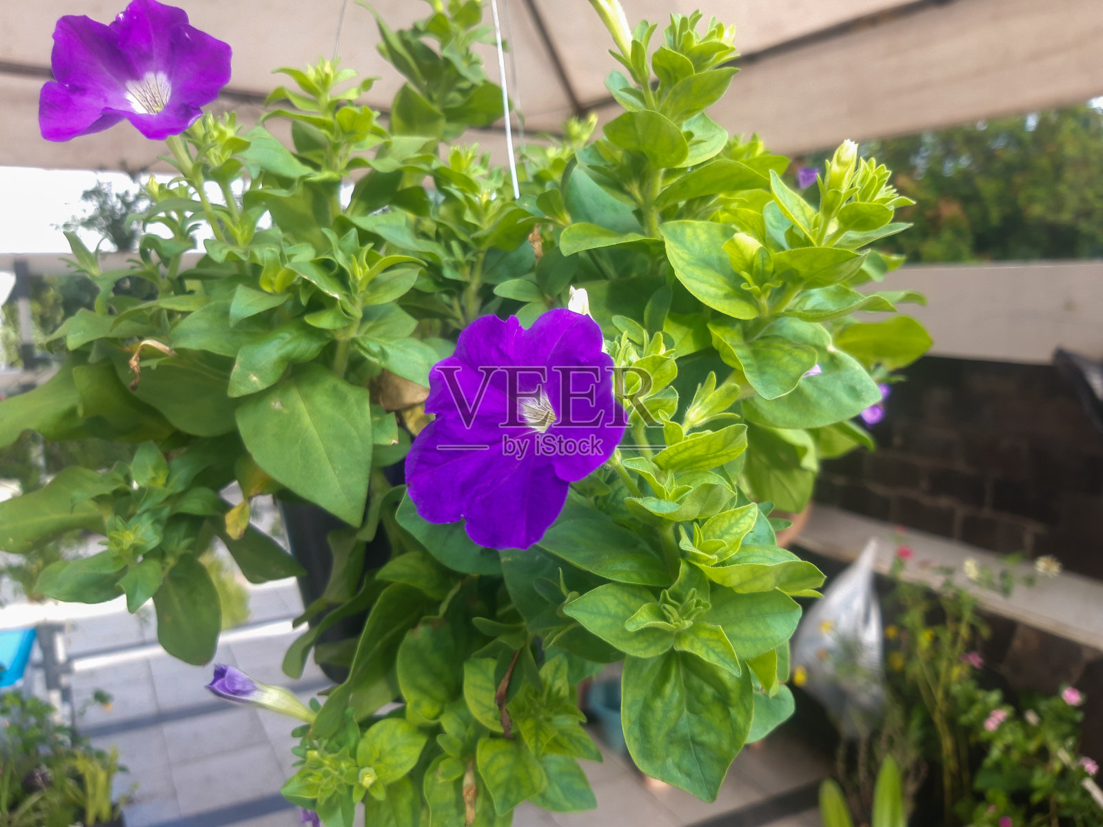 佩妮鲜花照片摄影图片