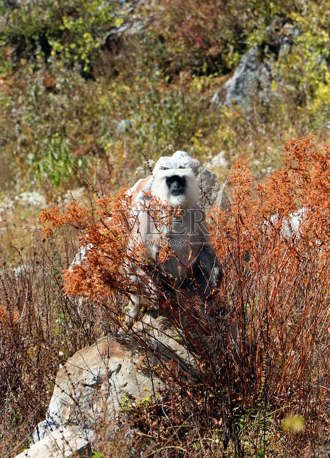 尼泊尔朗塘谷黑脸叶猴照片摄影图片