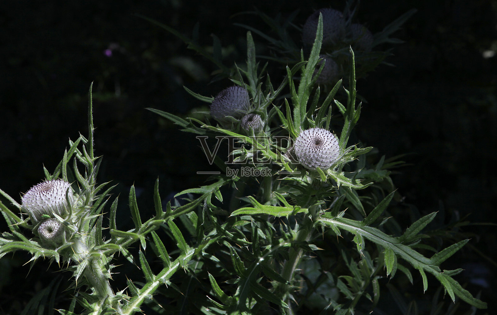 法国依云市和勒曼湖附近乡村的蓟照片摄影图片