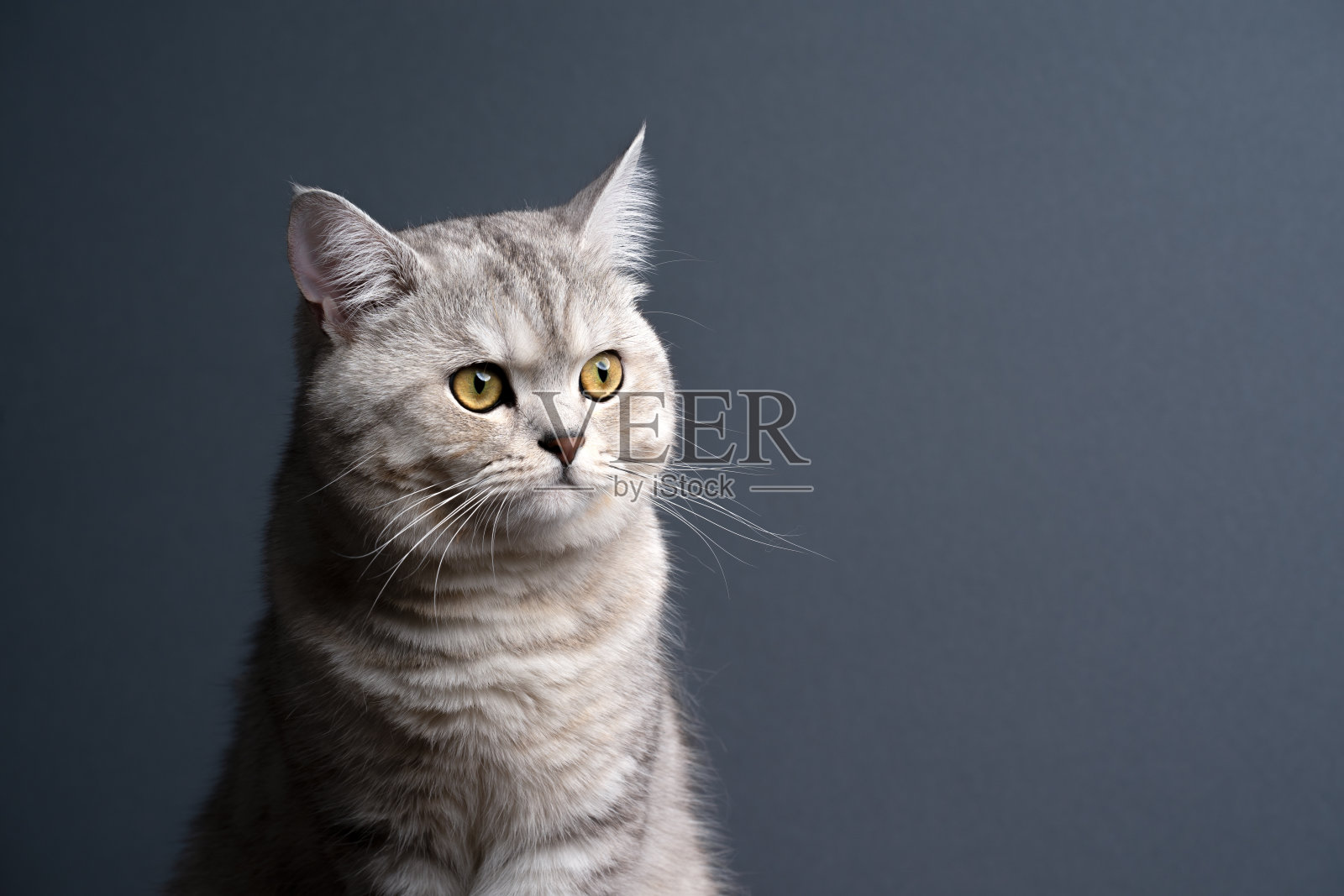 银色虎斑英国短毛猫在灰色背景上看向一边照片摄影图片