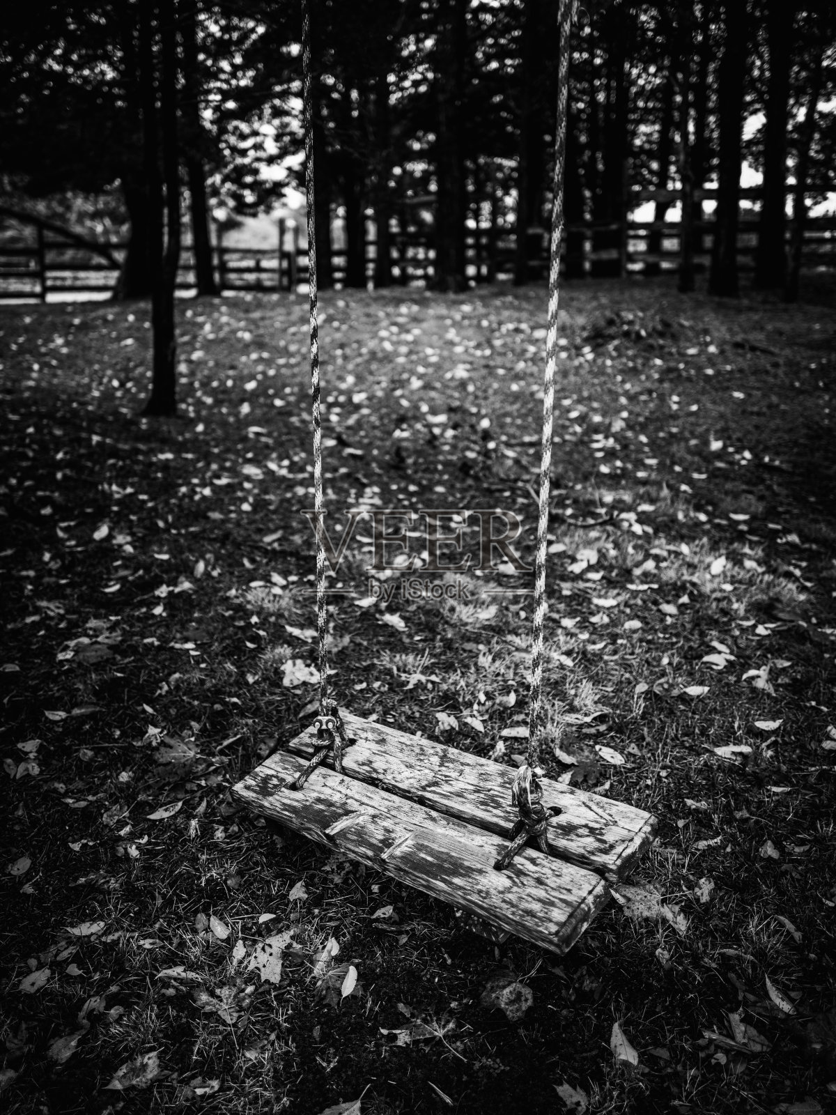 木秋千设置在森林里,单色影像照片摄影图片