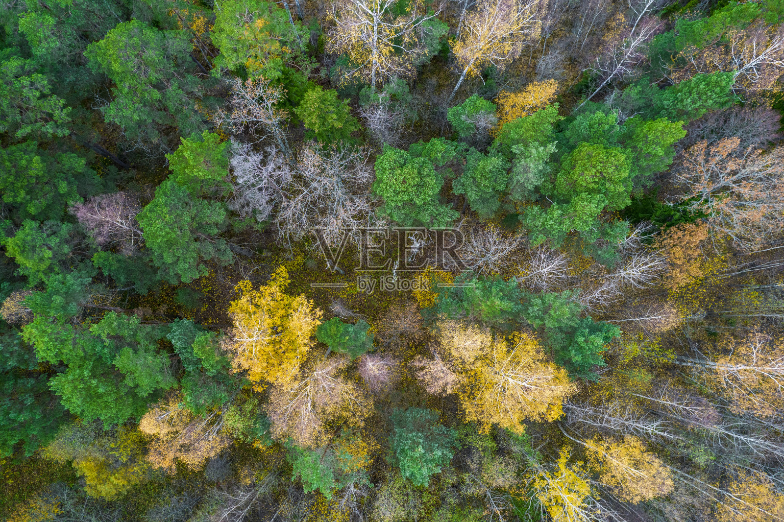 正上方全帧拍摄的森林在秋天照片摄影图片