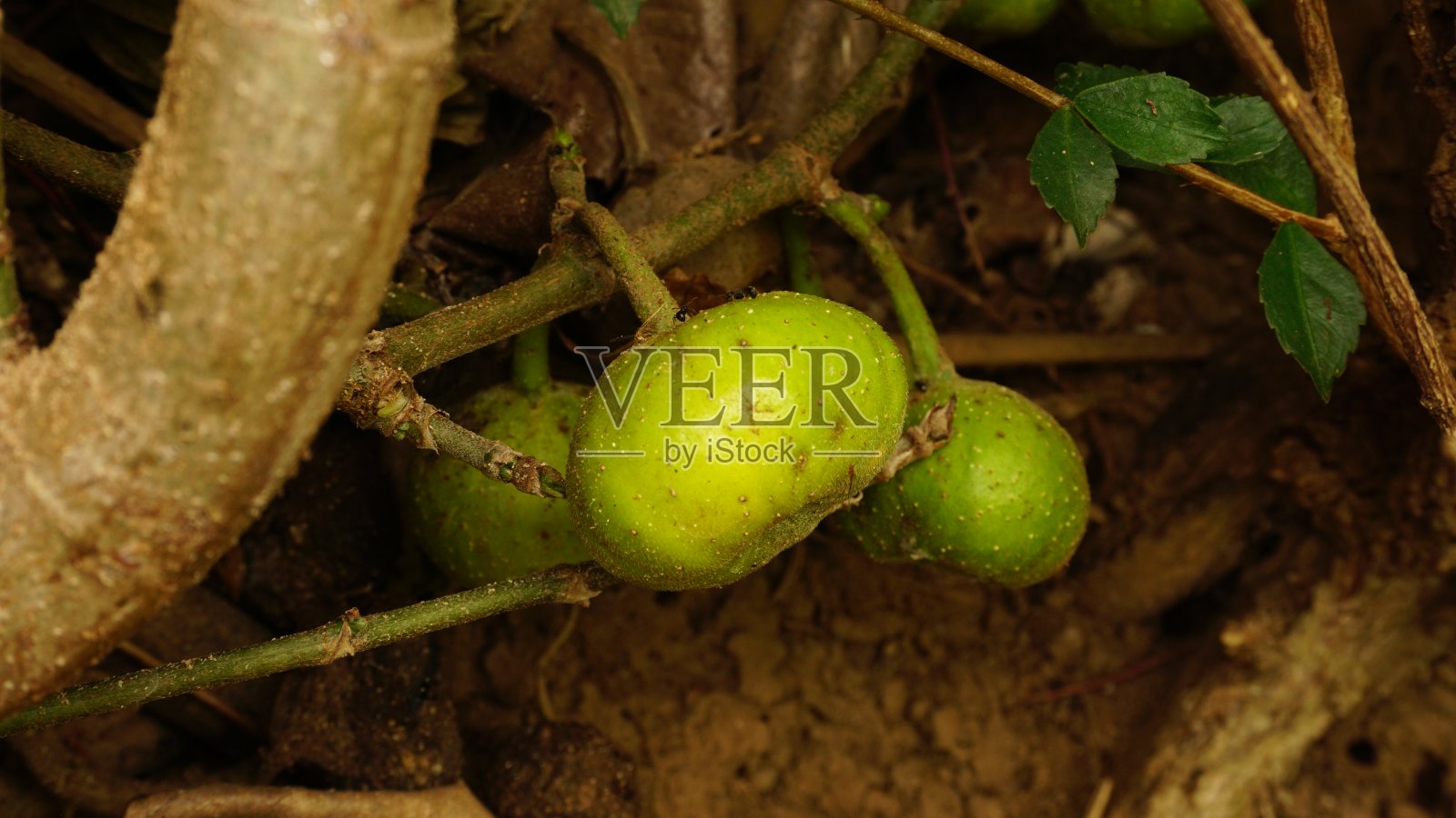 热带榕属植物racemosa水果照片摄影图片