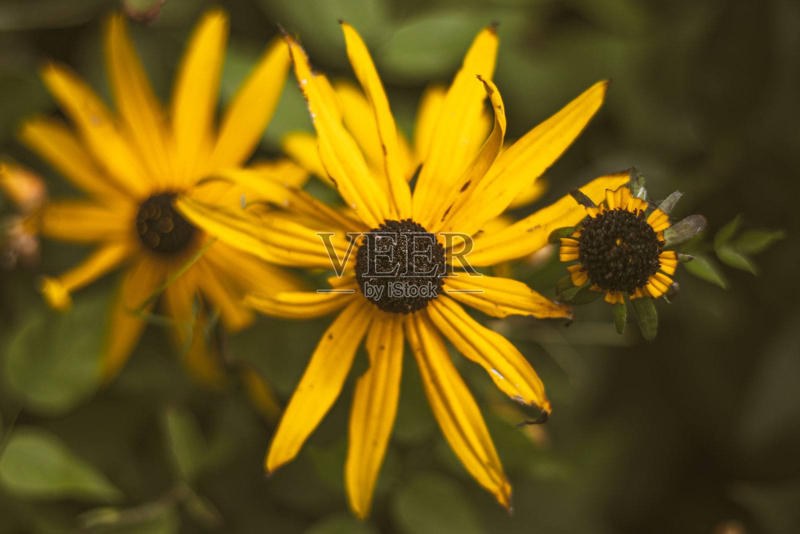 黄色的花照片摄影图片
