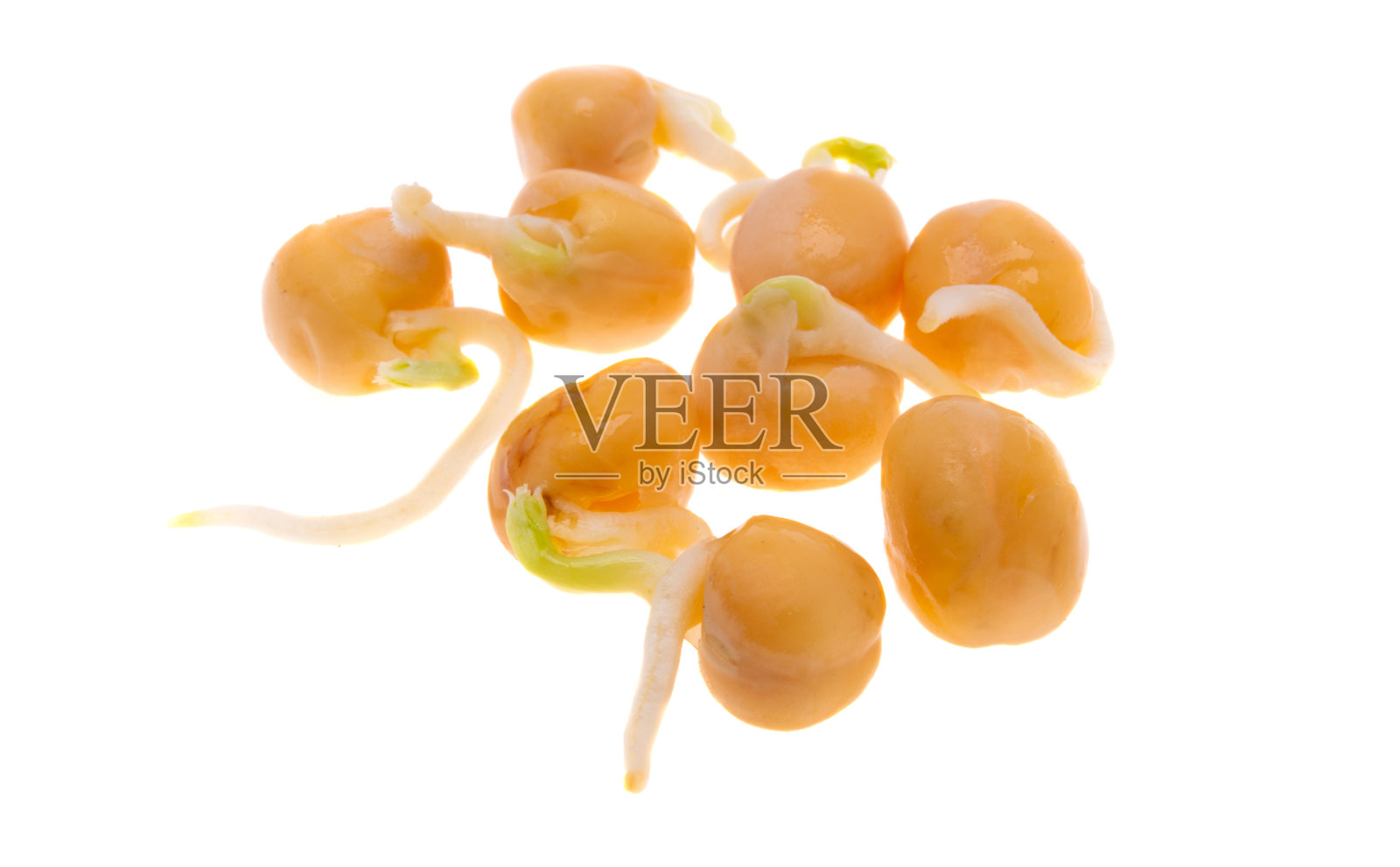 发芽的豆子孤立照片摄影图片