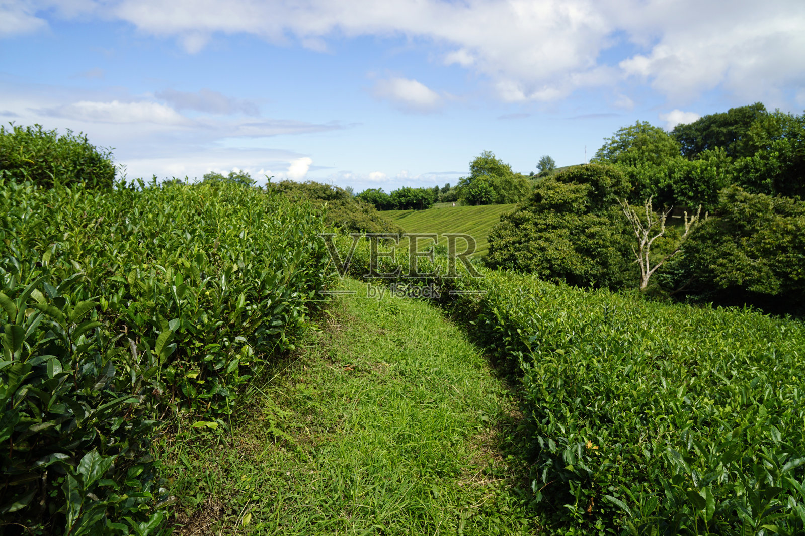 亚速尔群岛SAO miguel岛上令人惊叹的绿色景观照片摄影图片