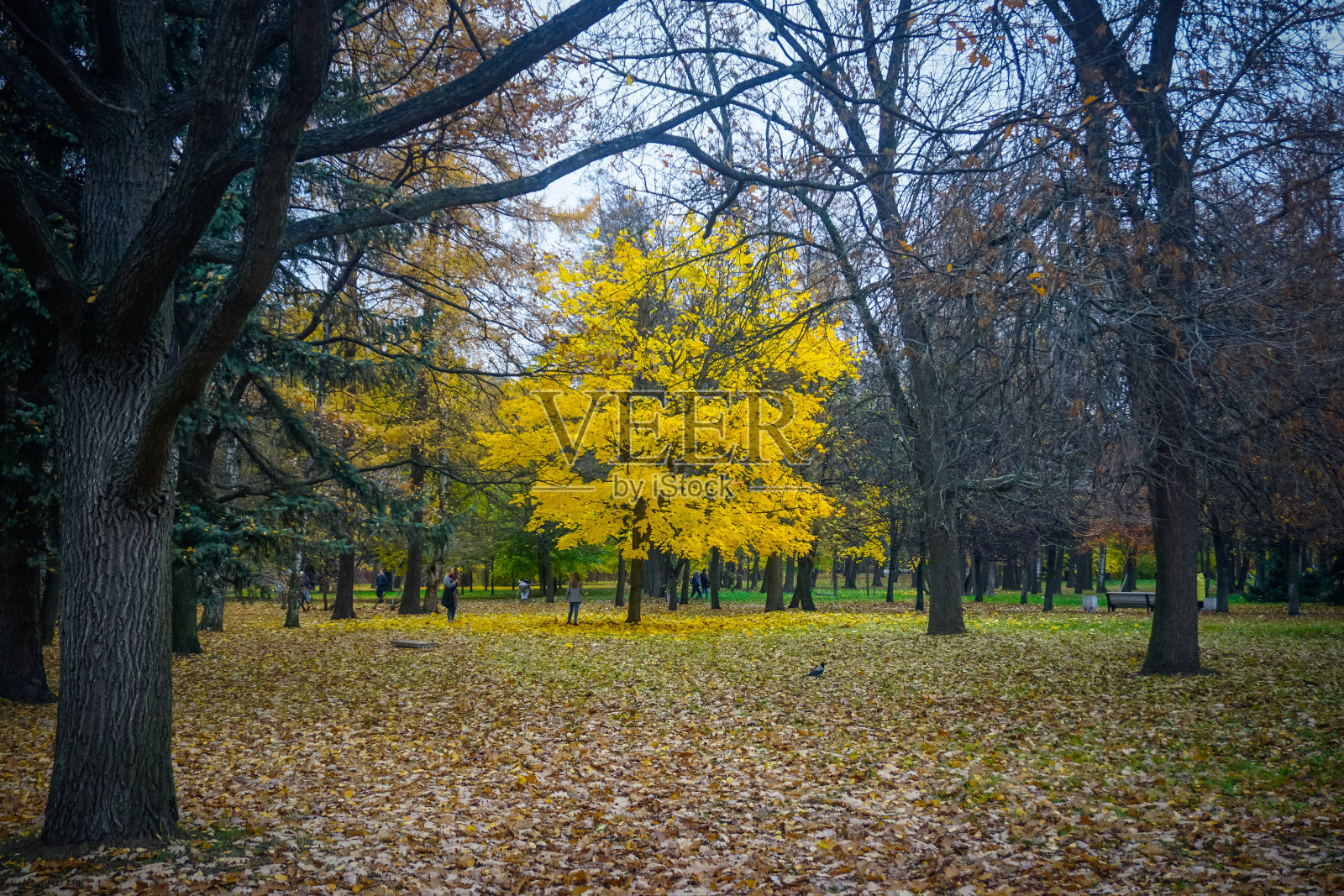 公园里美丽的秋树照片摄影图片