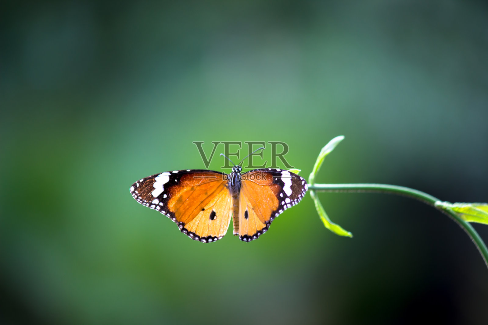 姬小纹斑蝶,又名虎斑蝶,亚洲常见的蝴蝶,蝴蝶园微距拍摄照片摄影图片