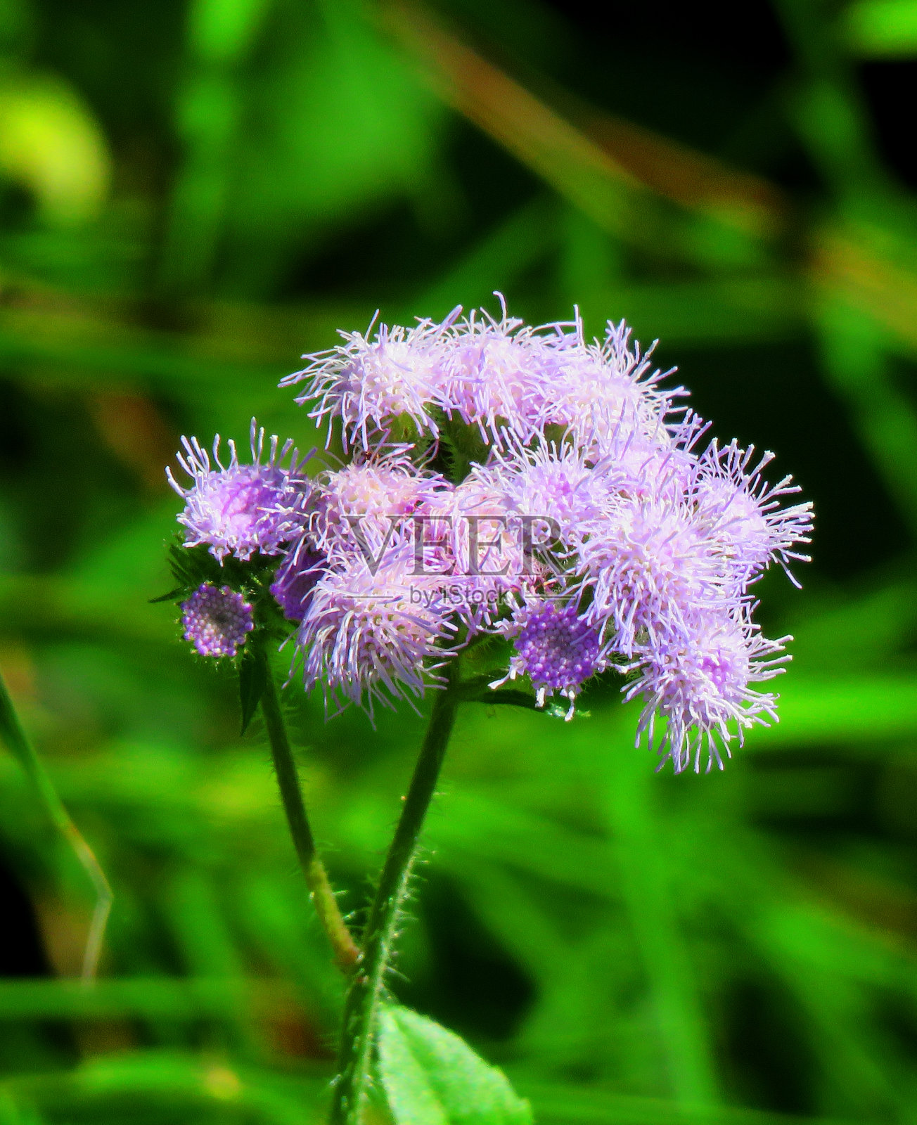 山羊草的花,被称为Ageratum conyzoides,小鸡草,山羊草,白草,经期。照片摄影图片
