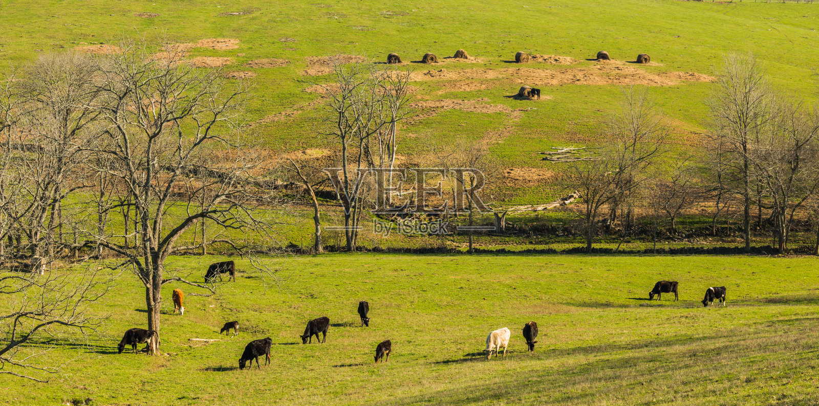 在田野里吃草的牛。照片摄影图片