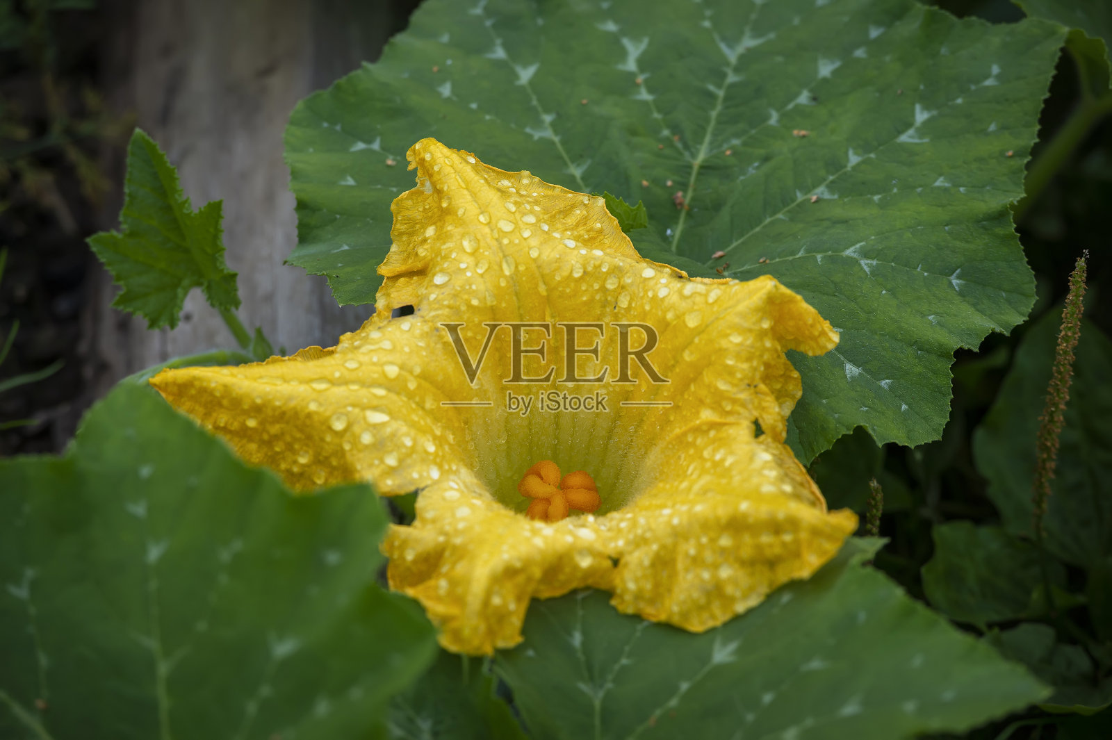 雌性南瓜花序黄色带雨滴照片摄影图片