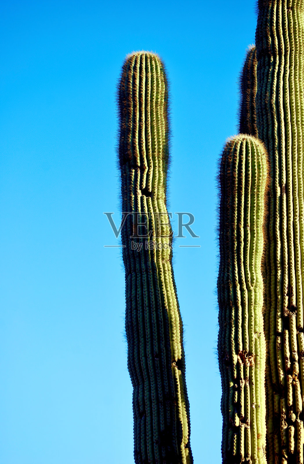 亚利桑那州沙漠中的仙人掌照片摄影图片