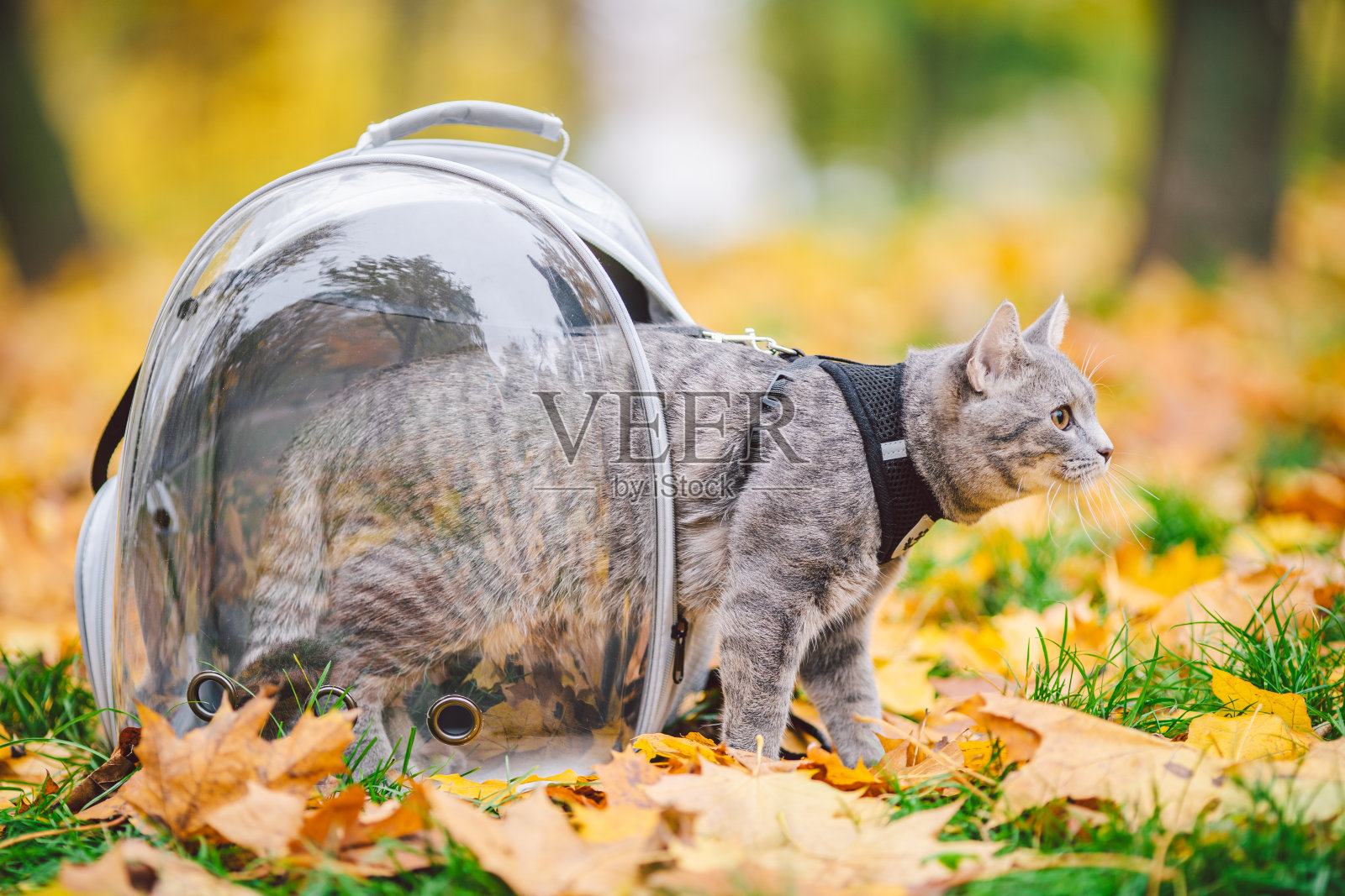 驯养的灰色猫,系着马具和皮带,旁边是一个透明的背包,在秋天的公园里,黄色的树叶中携带宠物。在带有舷窗的背包里有一只宠物的自然漫步主题照片摄影图片